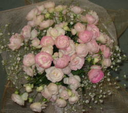 ����ԁ@���ԉԑ�/�s���N�e�B�[�u�[�P